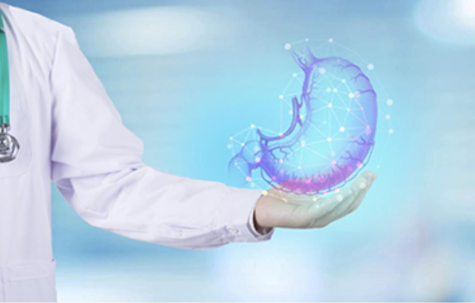 Bifidobacterium protects the intestines Bifidobacterium protects the intestines