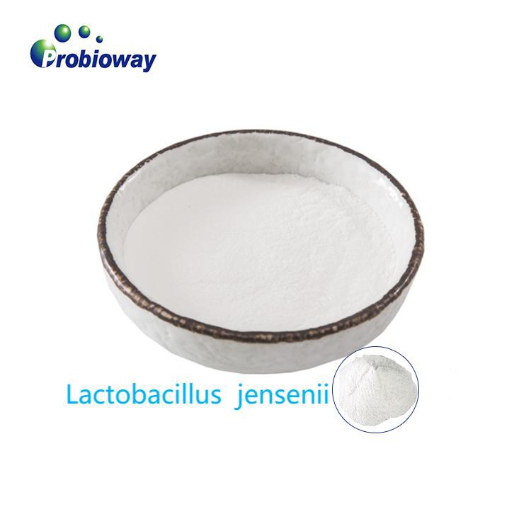 Lactobacillus Curvatus biologico