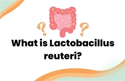 Il ruolo del Lactobacillus reuteri